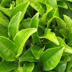 Чайное дерево Экстра эфирное масло (Tea Tree Extra Essential Oil)