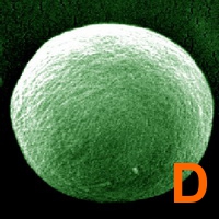 Dermochlorella D (Дермохлорелла Д)