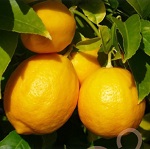 Лимон Мессина эфирное масло (Lemon Messina Essential Oil)