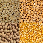 Фитопротеины гидролизованные (соя, пшеница, кукуруза, ячмень)