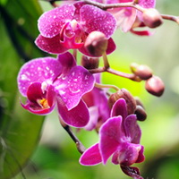 Orchid (Орхидея)