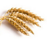 Зародышей пшеницы масло раф 50 мл