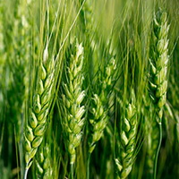 XYLIANCE (Ксилианс) - пшеничный эмульгатор