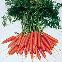Моркови семян масло холодного прессования Carrot Seed Oil Cold