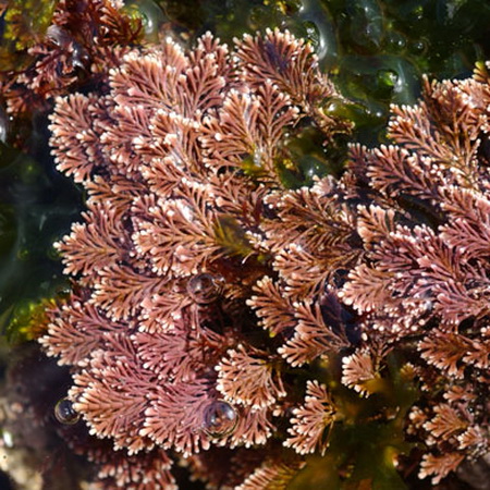 Кораллы - источники олигоэлементов