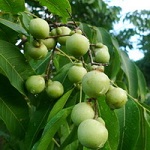 Мукуросси (плодов индийского мыльного ореха) экстракт (ПАВ)