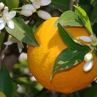 Апельсин сладкий эфирное масло органик (Orange Sweet Organic Essential Oil)