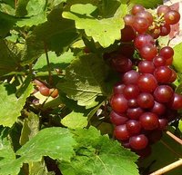 Красного винограда (листьев) экстракт глицериновый
