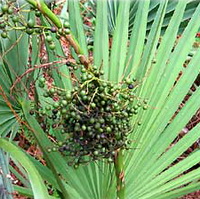 Сверхкритический CO2 экстракт пальмы карликовой (сабаль)