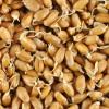Сверхкритический CO2 экстракт зародышей пшеницы (терпеноиды не менее 7%, флавоноиды не менее 3%)