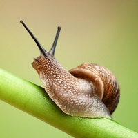 Секрет улитки комплекс (Snail secretion filtrate complex)